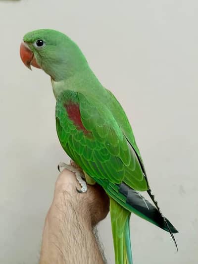 Kashmiri Raw Chick Male Hand Team