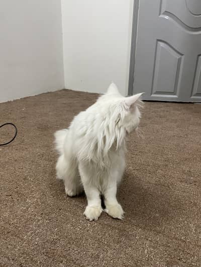White persian male cat