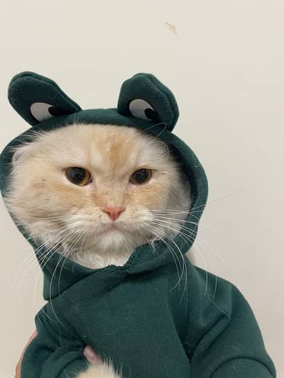 Beautiful Persian male cat