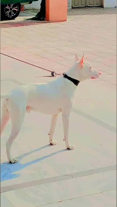 khoti gultair dog