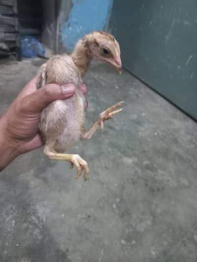 Aseel chicks