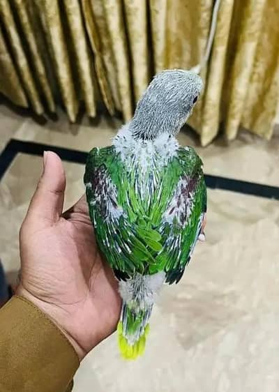 Kashmiri Raw Chick Male