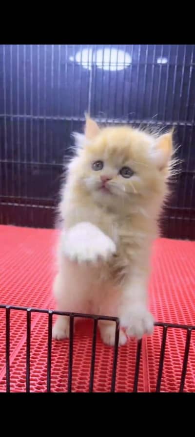 pure persian cats vaccinated triple coated WhatsApp 03317823482