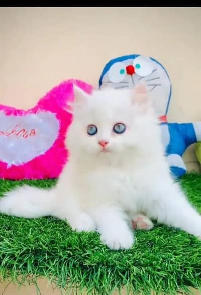 Persian cat for sale my WhatsApp number  0344-56-89-749