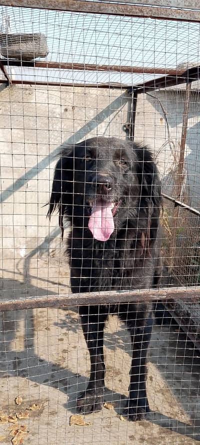 Top Quality  Breeder Female