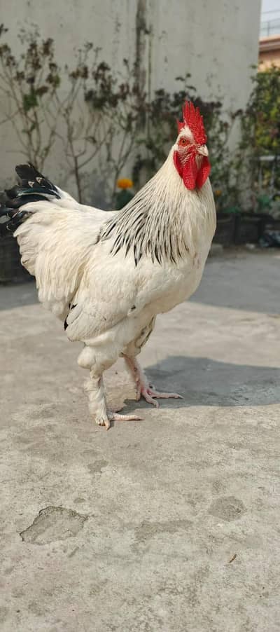 Sussex  Bread A health friendly Cock (male)