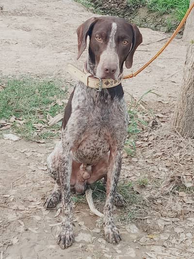 Pointer Dog Full trand Shkar