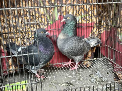 Jumbo king size peigon pair