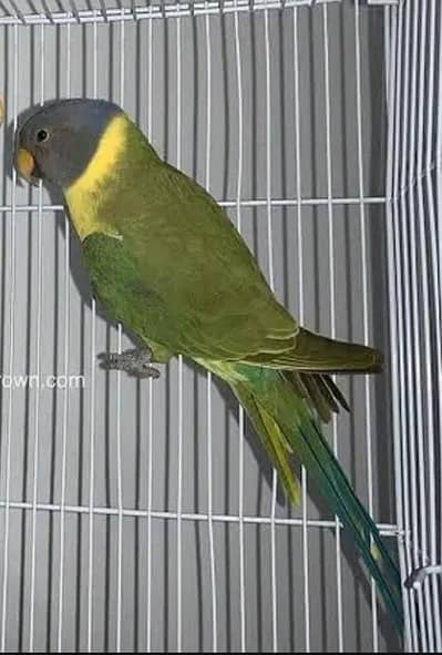 Pulmhaded Silver Parrot  0312-0088714 Active female