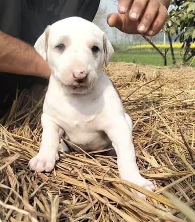 Bully shakari dog hai 27 day age hai male hai