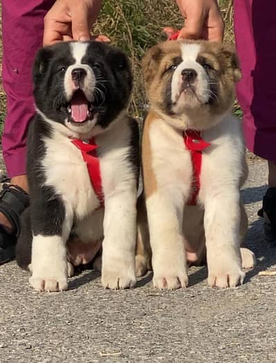 king alabai dog mail 3month for sale