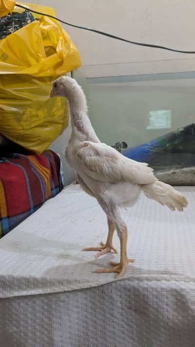 King Size White oh Shamo /Garman oh shamo