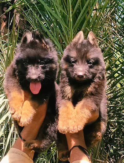 German Shepherd double coat pair 2month  for sale