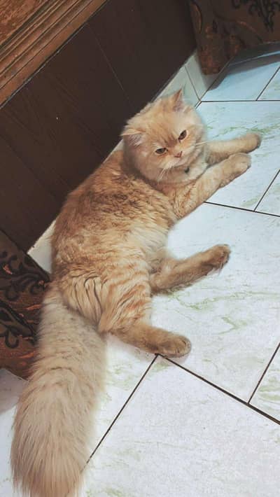 male . vaccinated and more avaliable  per 15000