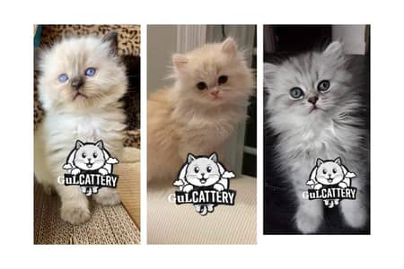 Persian British punch face piki face kitten cat available