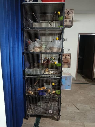  Urgent Sale — Love Birds Setup