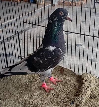 teddy breeder pair for sale