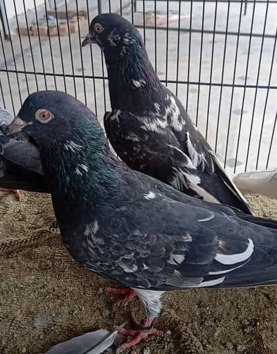 teddy breeder pair for sale