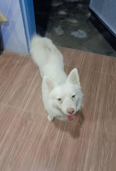 RUSSIAN PAIR FOR SALE MOBILE NUMBER 03143444179