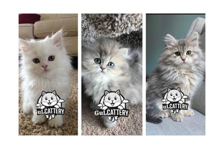 Persian British punch face piki face kitten cat available