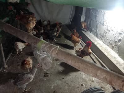 40 per egg (Desi eggs) nativehens's eggs Desi anday