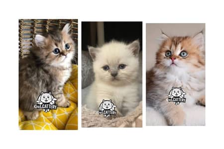 Persian British punch face piki face kitten cat available