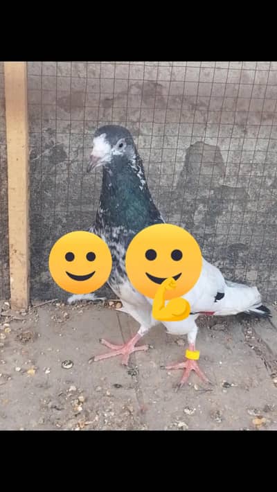 taddy ferozpri cross number 03017204314