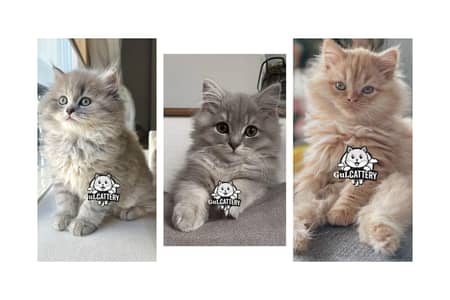 Persian British punch face piki face kitten cat available