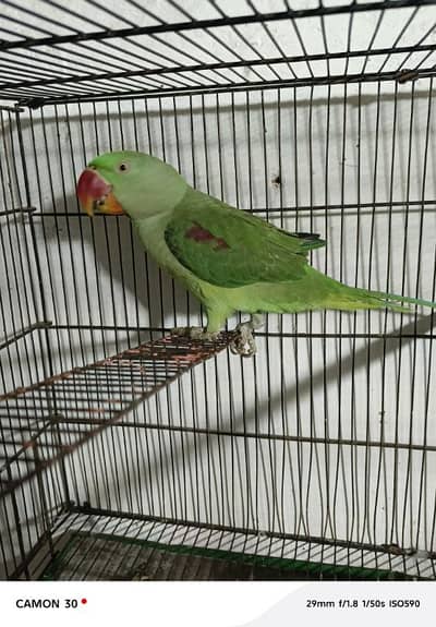 Kashmir raw paroot for sale