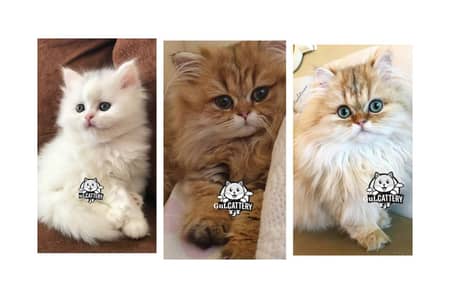 Persian British punch face piki face kitten cat available