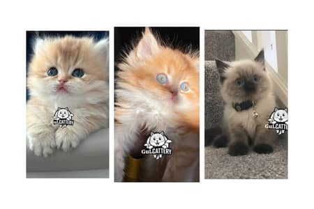 Persian British punch face piki face kitten cat available