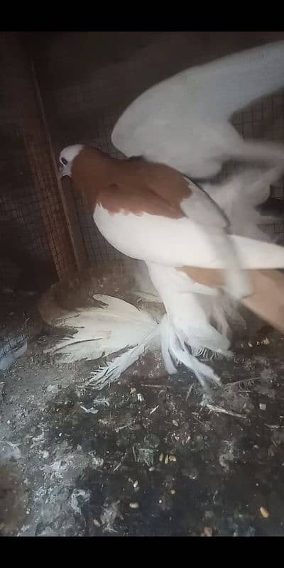 all for sale 0303.4379963 watsap no