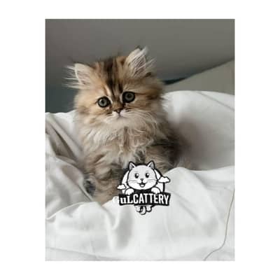Persian British punch face piki face kitten cat available
