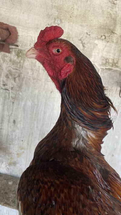 pure aseel (03705055230)