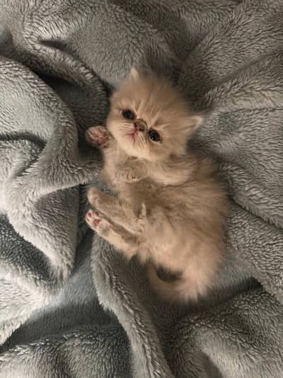 Persian Kittens | Kitten | Cat | Peki | Kittens | Peke Face | Piki |