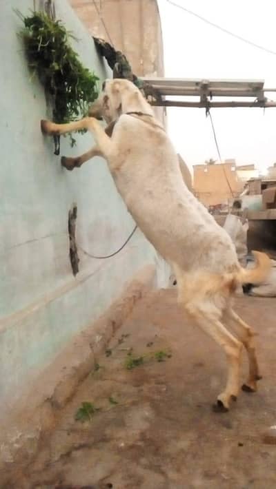 Gulabi betal cross 4 dant bakri add pura perha kr rabta kro