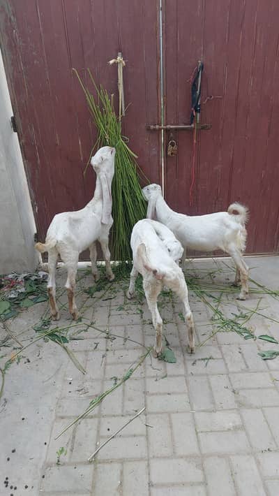 pure gulabi bakri