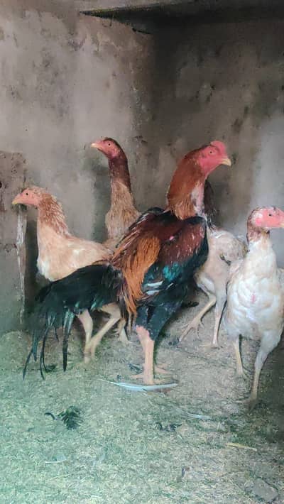 aseel / burmi/ Hint / thai