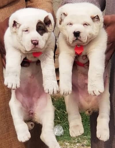 Alabai / Central Asian shepherd puppies available for sale