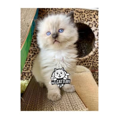 Persian British punch face piki face kitten cat available