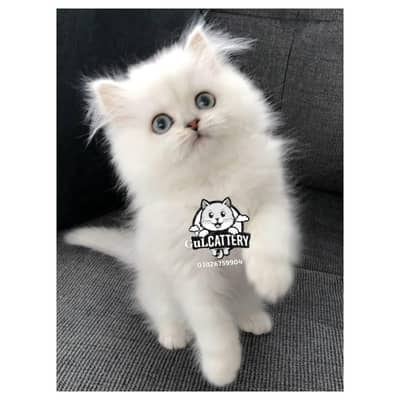 Persian British punch face piki face kitten cat available