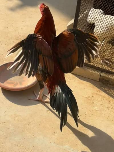 pila aseel 8k/ o size jawa 7k