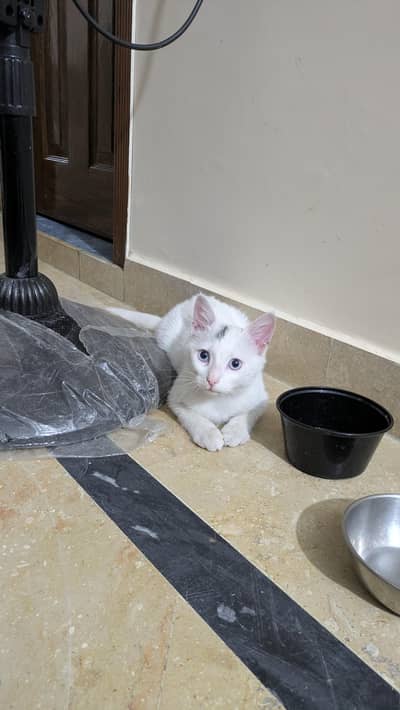 Persian kitten double coated