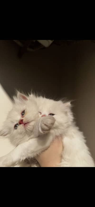 9 kittens available, only serious buyers contact