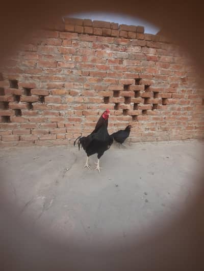 high quality aseel egg for sale