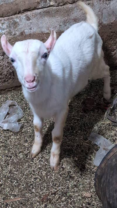 tedda for sale /sheep /goat /gulabi /sheep/breeder / qurbani
