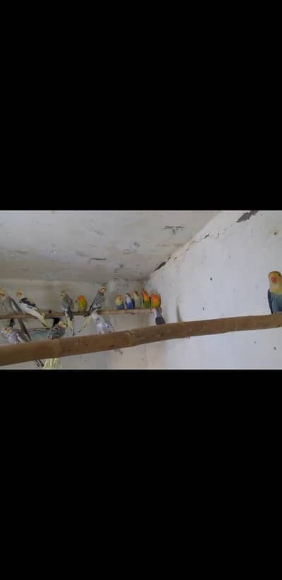 Lovebirds and cocktail all setup for sale