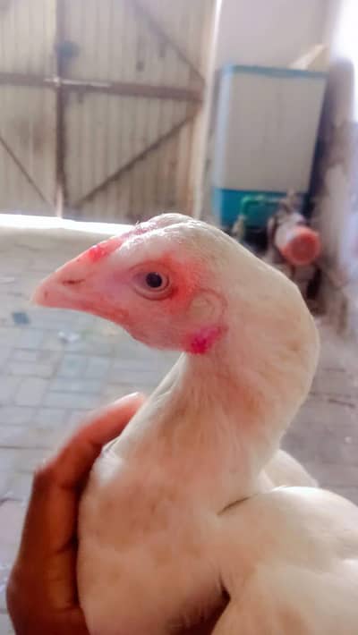 mahsallah nasli breed ha 03056377507