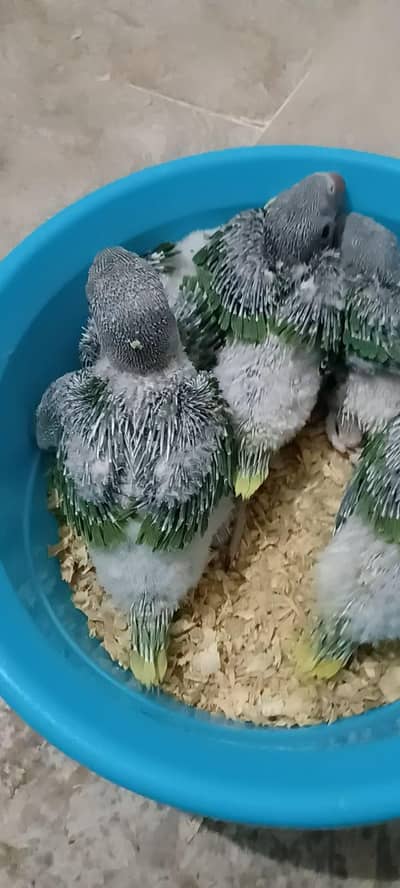 raw chick's for sale