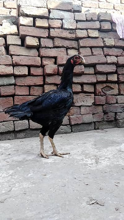 parrot beak Indian Madi